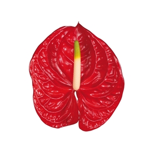 ANTHURIUM TROPICAL 9/11 035 CM DIAM MIN 9 CM VERMELHO