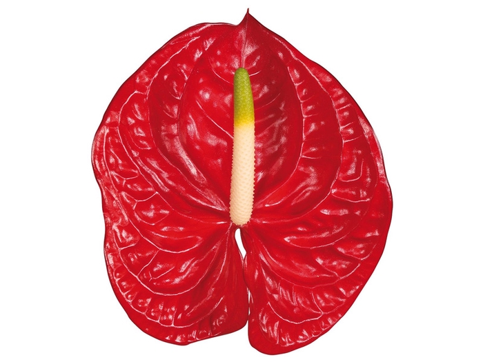 ANT TROPICAL 11/13 040 CM DIAM MIN 11 CM VERMELHO