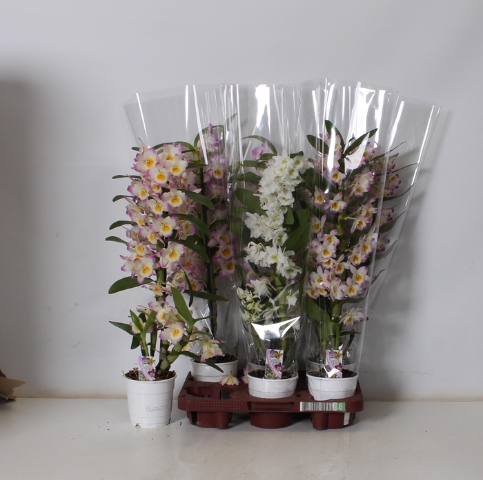 <h4>DEND NOBILE</h4>