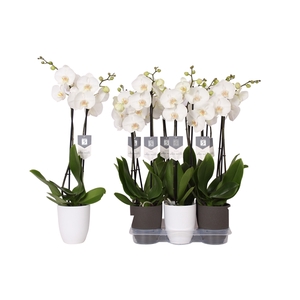 Phalaenopsis White World, 2-spike White and Anthracite Ceramics