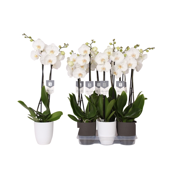 <h4>Phalaenopsis White World, 2-spike White and Anthracite Ceramics</h4>