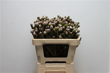 <h4>Kaaps Tortum</h4>