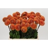 Dahlia Cornel Bronze