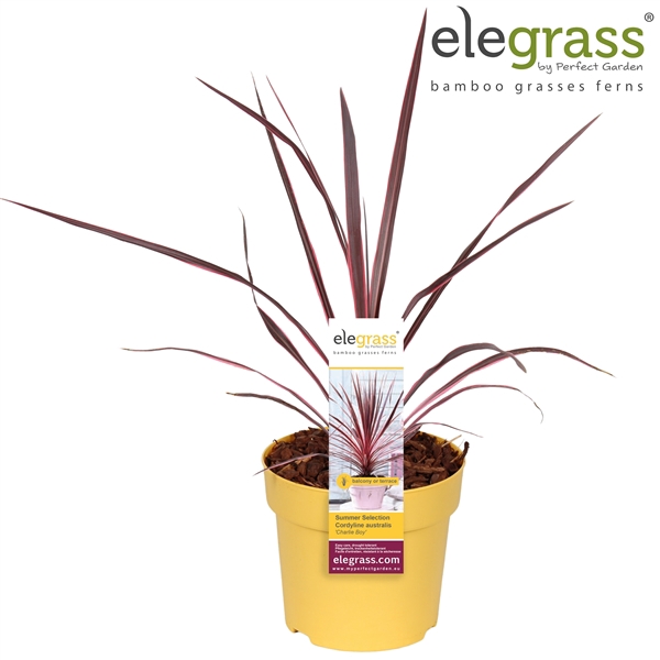 <h4>Cordyline australis 'Charlie Boy' P14</h4>