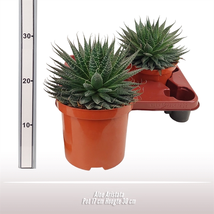 <h4>Aloe Aristata</h4>