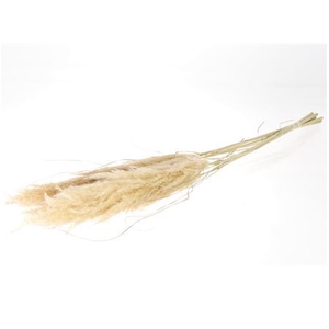 Dried Cortaderia Evita Naturel 5 Pcs Bunch