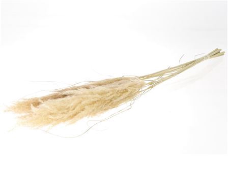 <h4>Dried Cortaderia Evita Naturel 5 Pcs Bunch</h4>