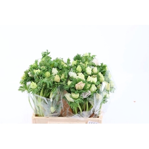 Anem Marianne Panda White