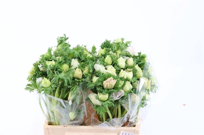 <h4>Anem Marianne Panda White</h4>