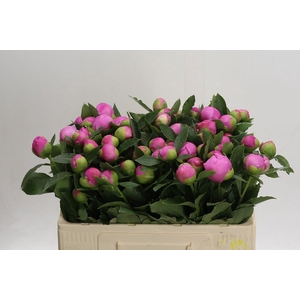 Paeonia Monsieur Jules Elie