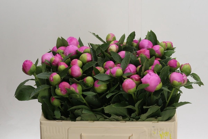 <h4>Paeonia Monsieur Jules Elie</h4>