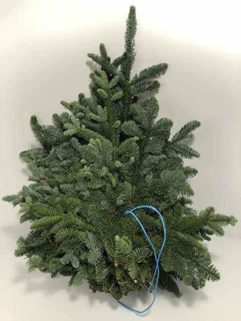 <h4>ABIES NOB BLAUW BS</h4>