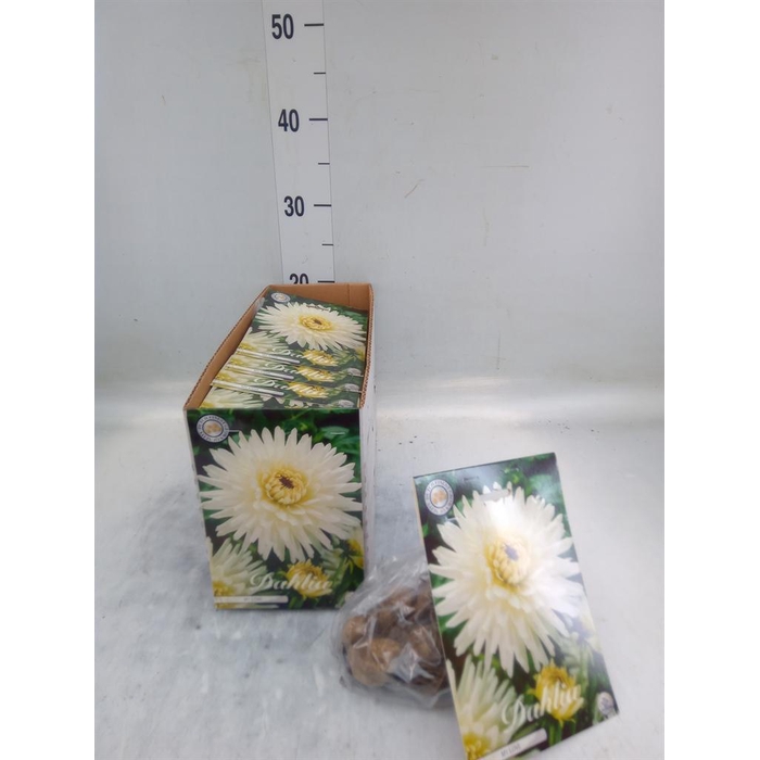 <h4>Dahlia   ...flowerbulbs</h4>