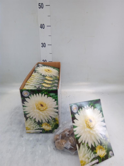 Dahlia   ...flowerbulbs