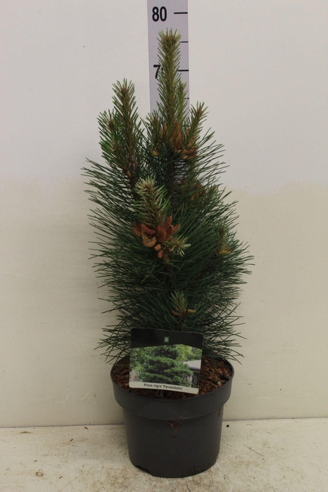 <h4>Pinus nigra 'Pyramidalis' P23 potgekweekt</h4>