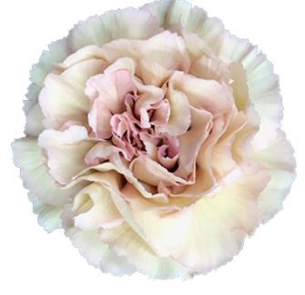 <h4>Di St Creola</h4>