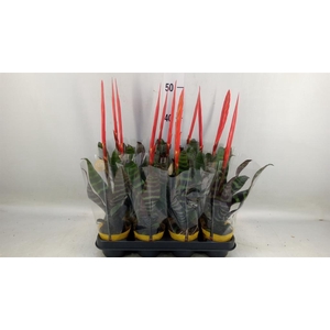 Vriesea  'Era'