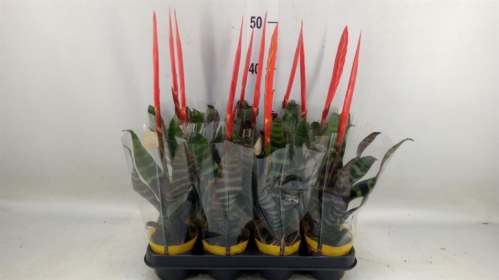 <h4>Vriesea  'Era'</h4>