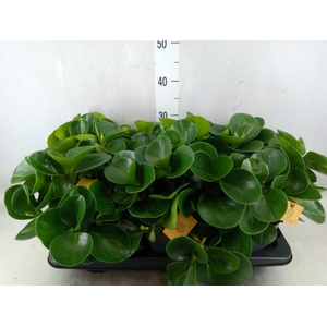 Peperomia obt. 'Green Gold'