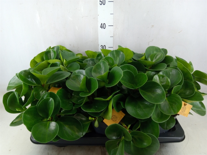 <h4>Peperomia obt. 'Green Gold'</h4>
