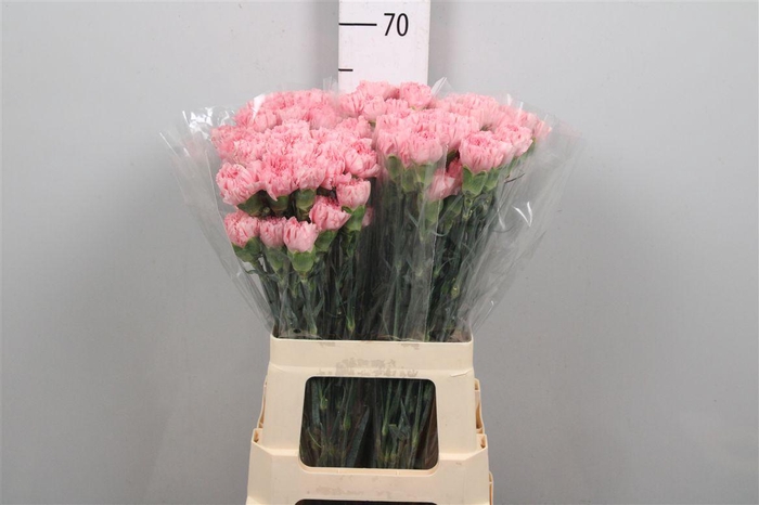 <h4>Di St Doncel</h4>