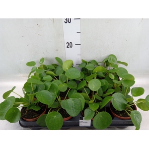 Pilea peperomoides