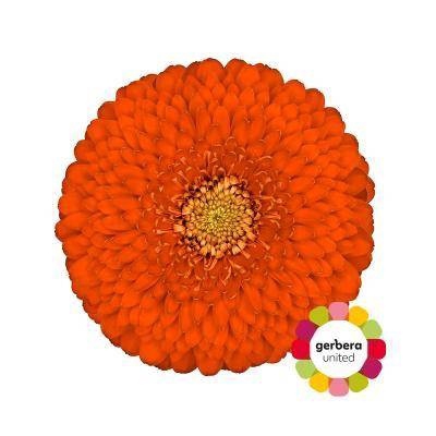 <h4>GE MB POMPONI FOZZIE</h4>