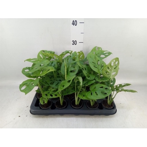 Monstera obliqua 'Monkey Mask'