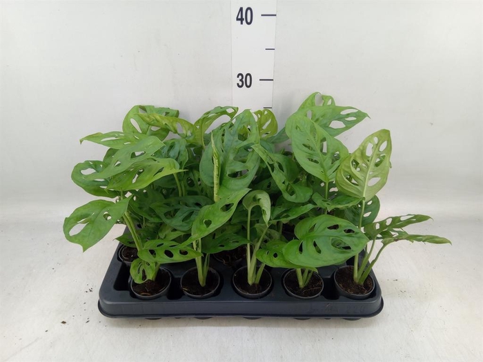 <h4>Monstera obliqua 'Monkey Mask'</h4>