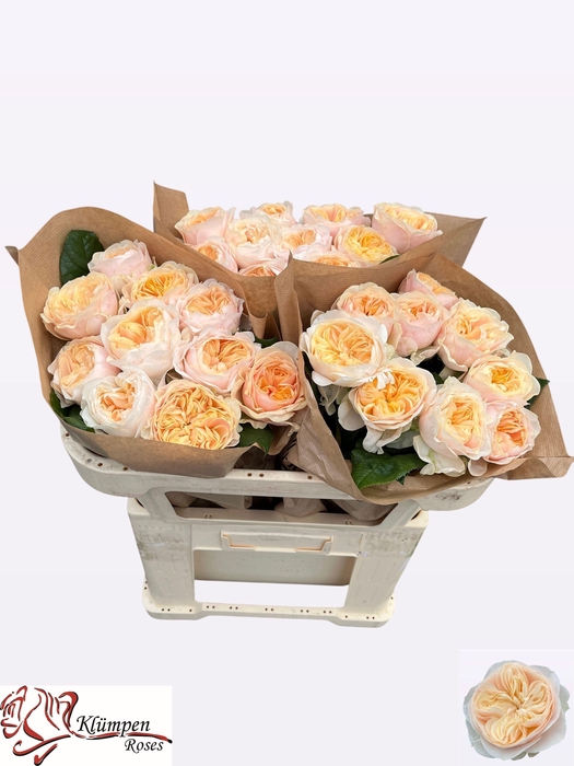 <h4>R GR FREYA GARDENS!</h4>
