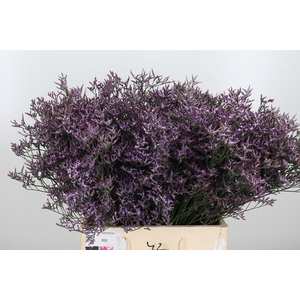 Limon Safora Lilac