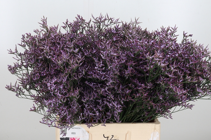 <h4>Limon Safora Lilac</h4>