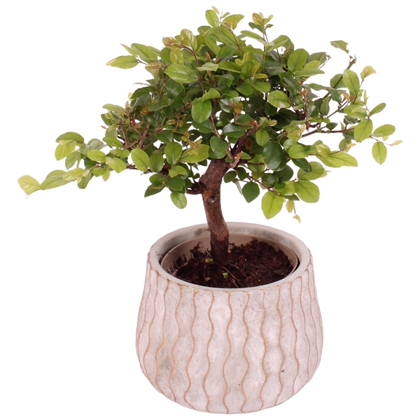 <h4>Bonsai Indoor Mix Ø 9cm Ball Shape in Ø12cm Ceramic PL569</h4>