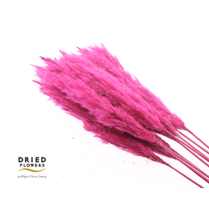 Dried Cortaderia Luxe Fluffy Cerise