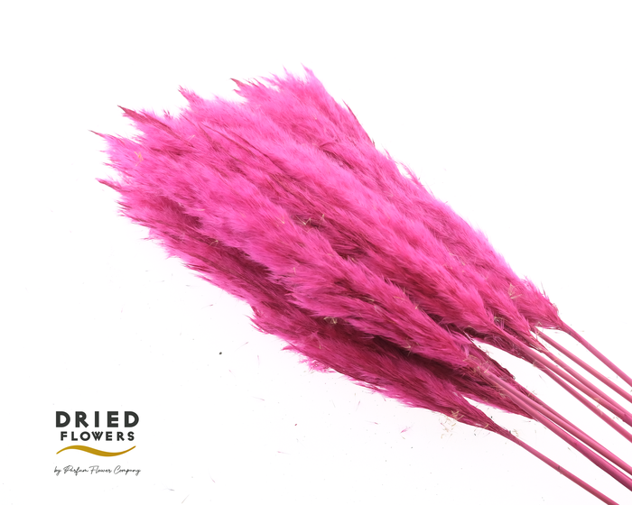 <h4>Dried Cortaderia Luxe Fluffy Cerise</h4>