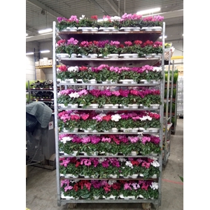 Cyclamen KL 'Verano'