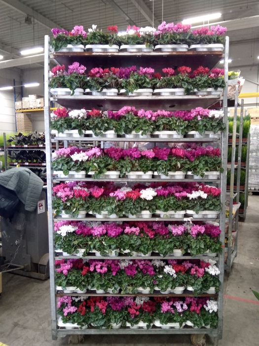 <h4>Cyclamen KL 'Verano'</h4>