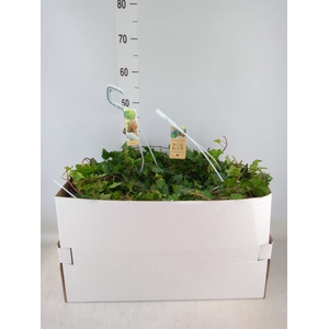 Hedera helix 'Pittsburgh'