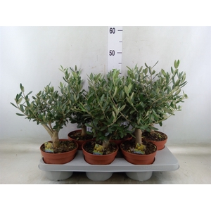 Olea europaea