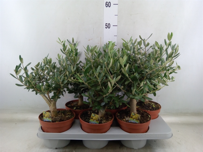 <h4>Olea europaea</h4>