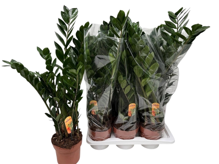 <h4>ZAMIO ZAMIIFOLIA</h4>