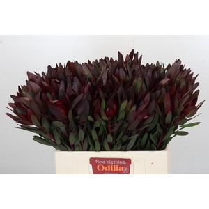 Leucadendron Saf Sunset Dark Red