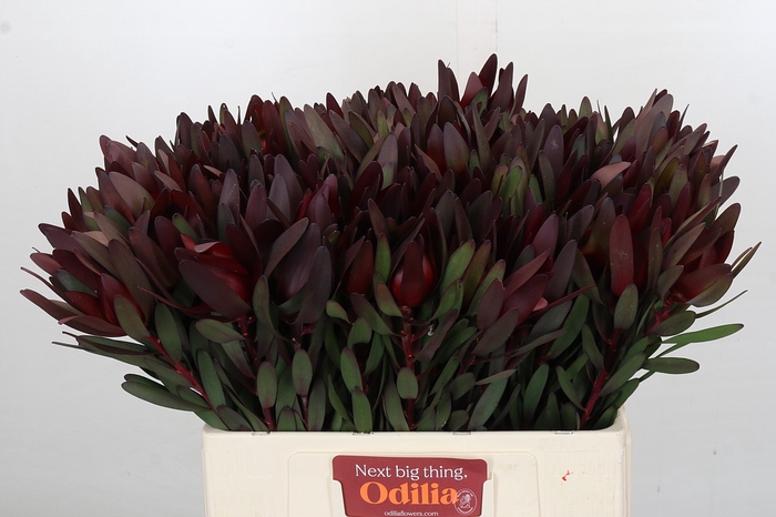 <h4>Leucadendron Saf Sunset Dark Red</h4>