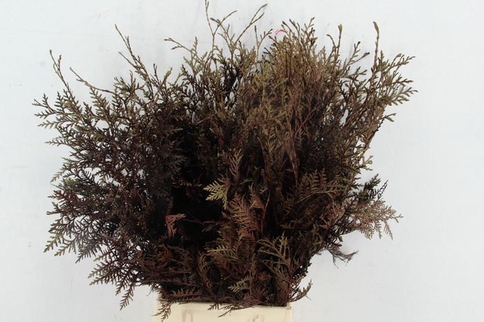 <h4>Coniferen xl intense Bordeaux per bunch</h4>