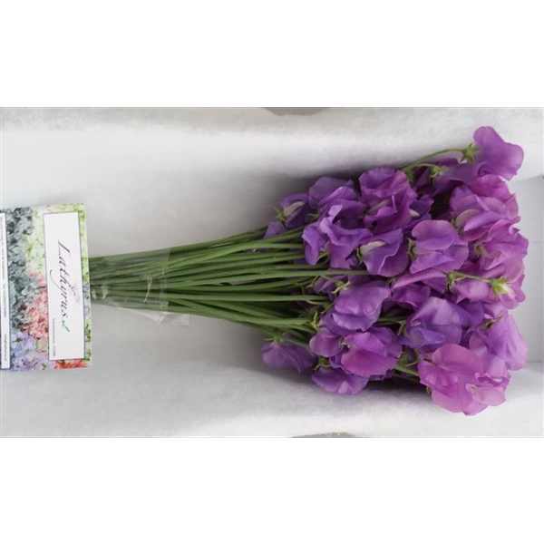 <h4>Lathyrus Sunshine Mauve</h4>