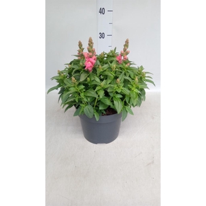 Antirrhinum  'Antirinca Rose'