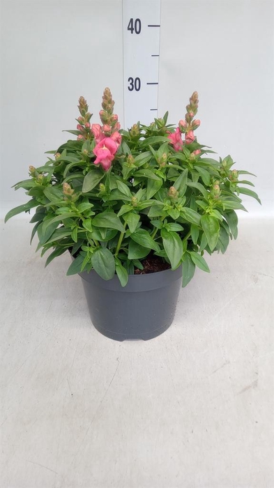<h4>Antirrhinum  'Antirinca Rose'</h4>