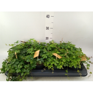 Parthenocissus  'Sugar Vine'