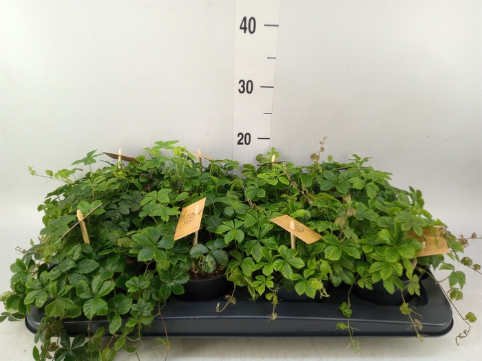 <h4>Parthenocissus  'Sugar Vine'</h4>