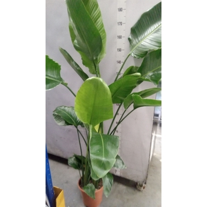 Strelitzia nicolai